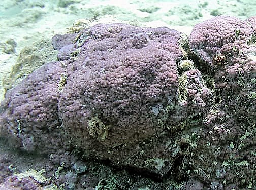  Montipora nodosa (Mound Coral, Ridge Coral, Encrusting Coral)